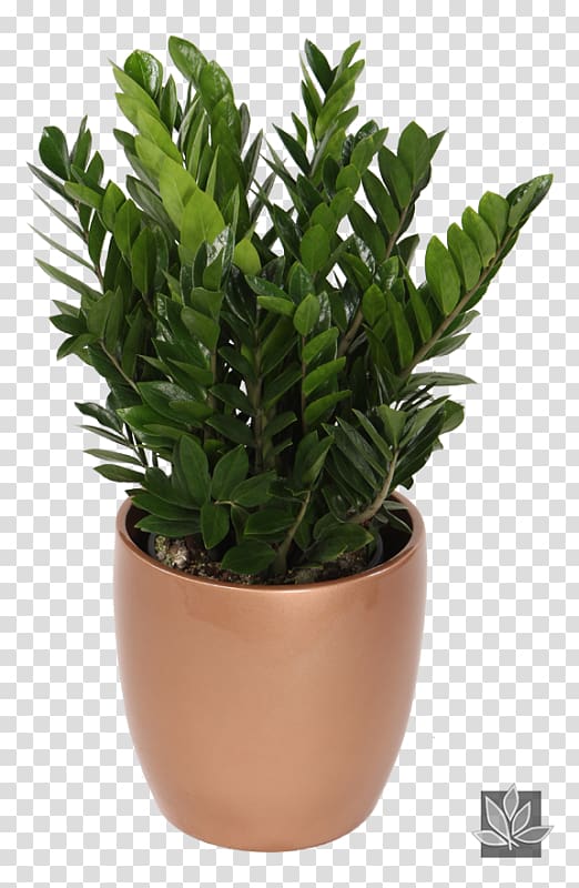 Zamioculcas zamiifolia Indoor Plants Houseplant Natura, jade money tree care transparent background PNG clipart