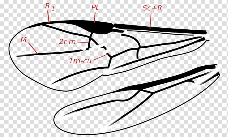 Insect Ichneumon wasps Spathius agrili Parasitoid wasp, insect transparent background PNG clipart