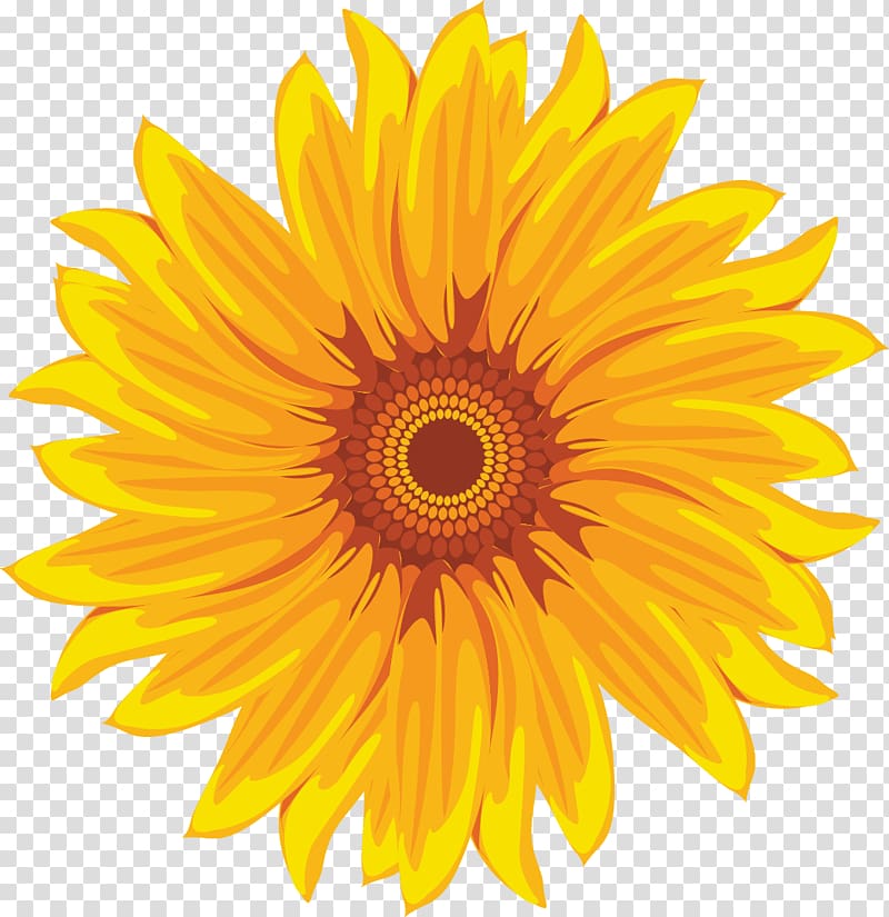 Common sunflower Yellow White, Hand-painted sunflower transparent background PNG clipart