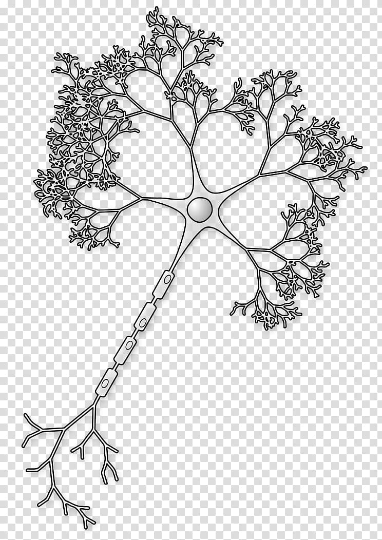 Neuron Axon Brain Soma Synapse, neurons transparent background PNG clipart
