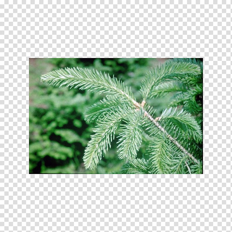 Balsam fir Tree Fraser fir Noble fir Evergreen, tree transparent background PNG clipart
