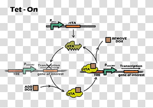 Brand Mode of transport Tree, design transparent background PNG clipart thumbnail