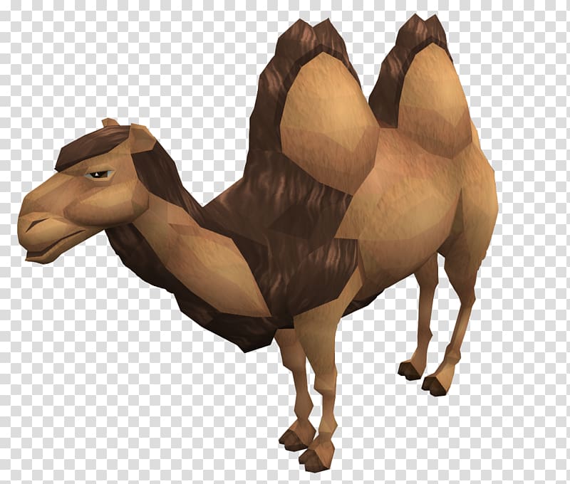 Dromedary Wild Bactrian camel Horse Wiki, camel transparent background PNG clipart