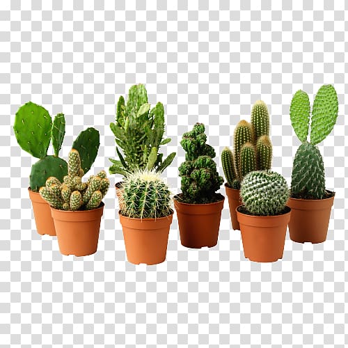 Houseplant Cactaceae Flowerpot Succulent plant, plant transparent background PNG clipart