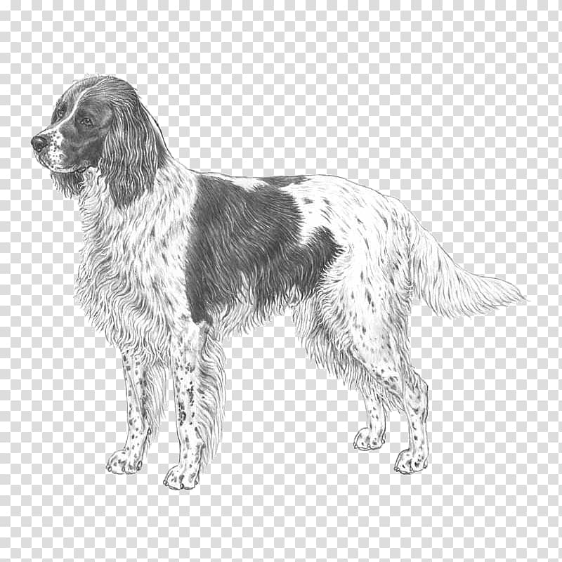 Drentse Patrijshond French spaniel English Setter Field Spaniel Small Münsterländer, others transparent background PNG clipart