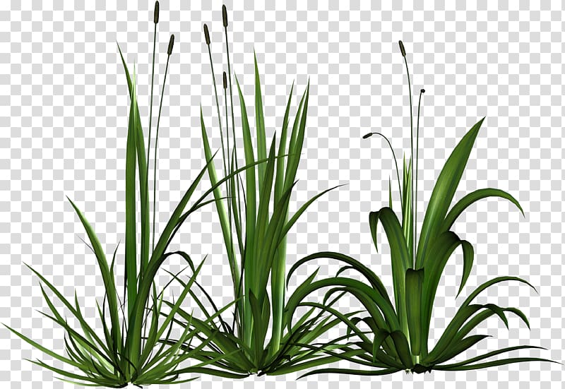 DepositFiles , biological rosemary grass transparent background PNG clipart