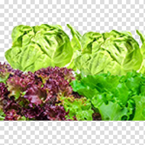 Romaine lettuce Red leaf lettuce Collard greens Spring greens Vegetarian cuisine, Laitue transparent background PNG clipart