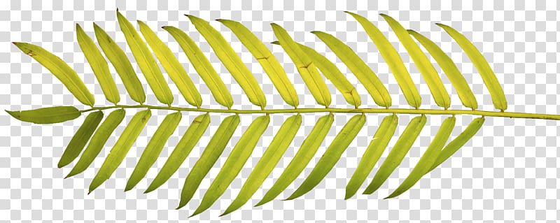 Arecaceae Palm branch Palm-leaf manuscript Frond , Leaf transparent background PNG clipart