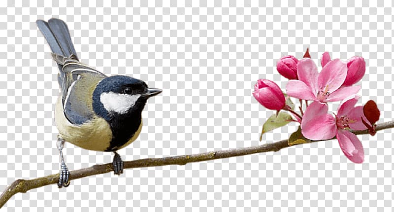 Bird Portable Network Graphics Parrot , Bird transparent background PNG clipart