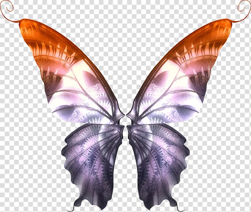 Brush-footed butterflies Butterfly, butterfly transparent background PNG clipart