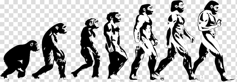 Homo sapiens Human evolution Great apes Primate, evolution transparent background PNG clipart