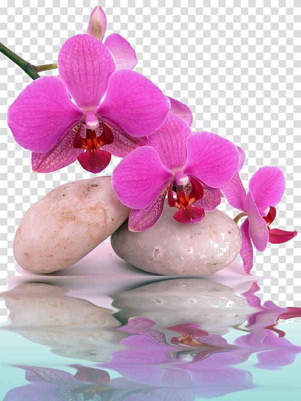 Orchids Mural Day spa , orchidee transparent background PNG clipart