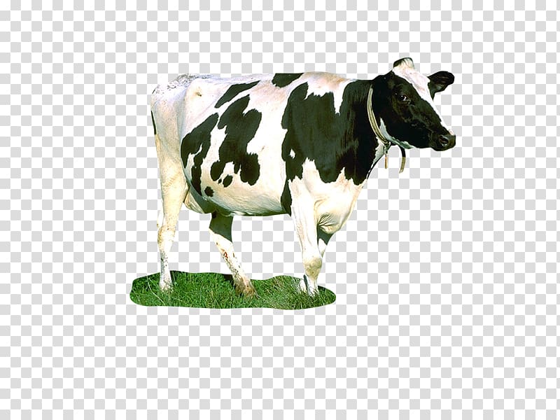 Dairy cattle Milk Taurine cattle Food chain cow, Cw transparent background PNG clipart