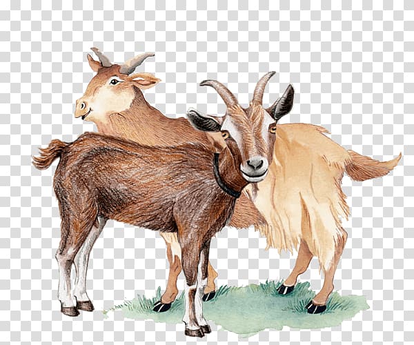Feral goat Barbary sheep Drawing, scatters the rabbit transparent background PNG clipart