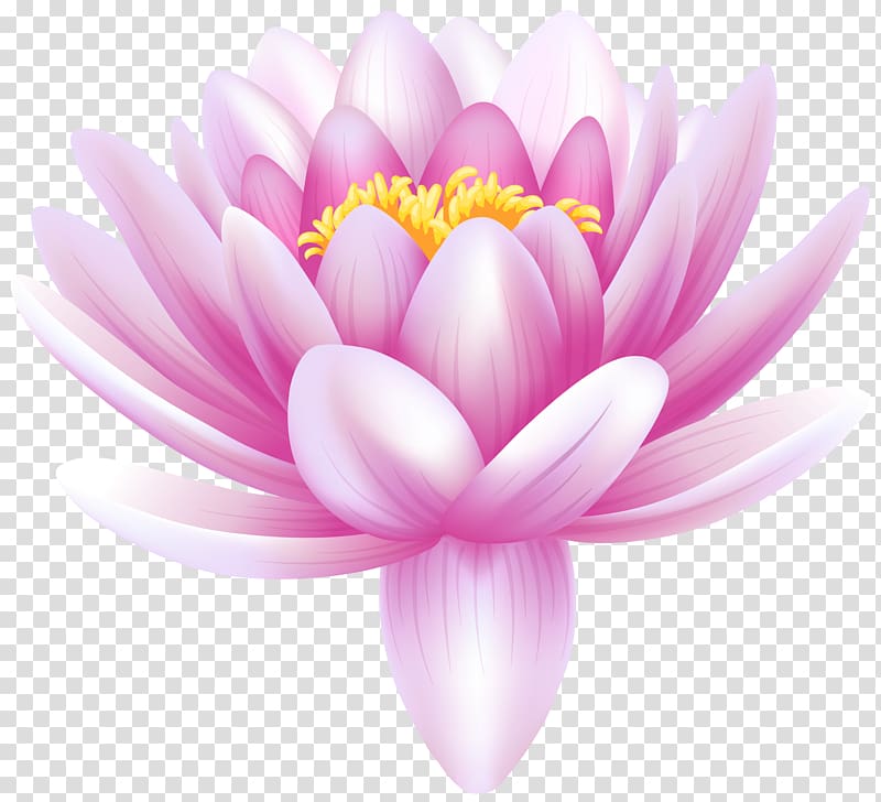 pink lotus flower in bloom illustration, Water lilies Lily Flower , Water Lily transparent background PNG clipart