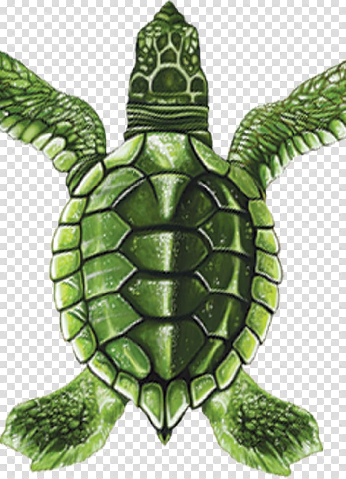 Pond turtles Green sea turtle Tortoise, turtle transparent background PNG clipart
