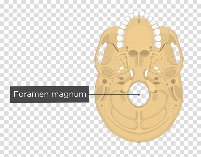 Occipital bone Temporal bone Anatomy Human skeleton, skull transparent background PNG clipart