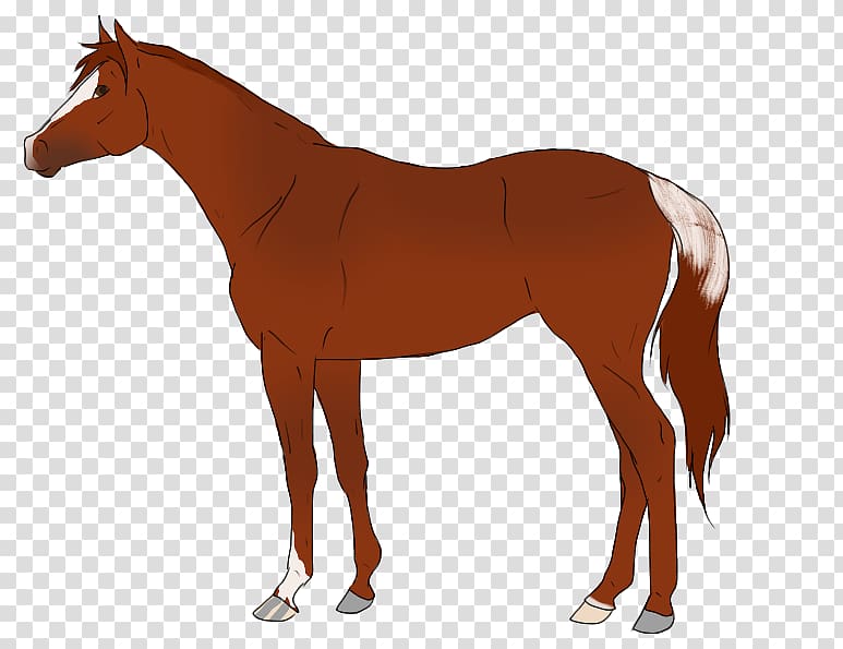 Horse blanket Cob Pintabian Equestrian Stallion, secretary transparent background PNG clipart