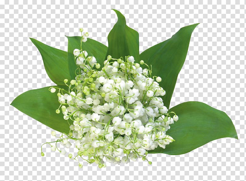 Lily of the valley Flower , premier card transparent background PNG clipart