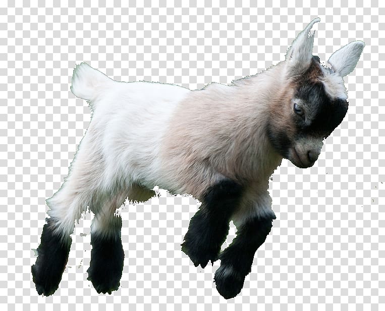 Goat Simulator Boer goat Fainting goat American Lamancha goat Pygmy goat, goat transparent background PNG clipart