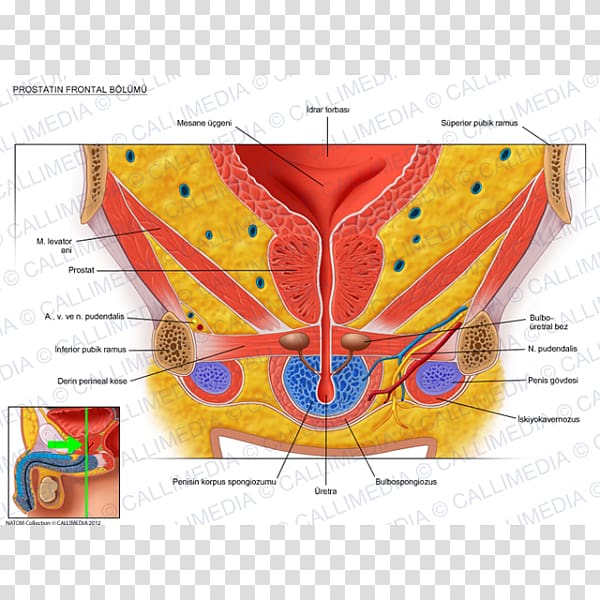 Genitourinary system Human anatomy Pelvis Urinary bladder, tongue transparent background PNG clipart