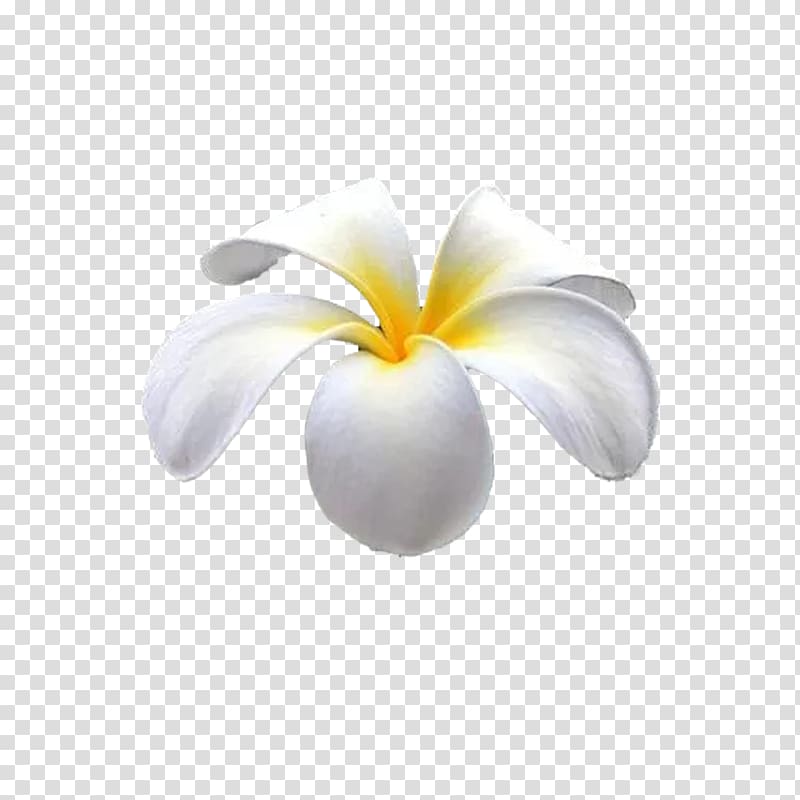hawaii egg flower transparent background PNG clipart