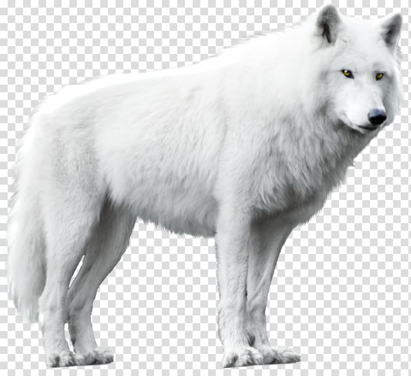 White wolf , Dog Arctic wolf Alaskan tundra wolf Black wolf, wolf ...