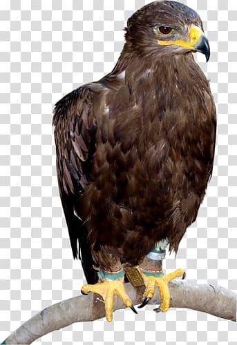 Bald Eagle Hawk Buzzard Beak, eagle transparent background PNG clipart