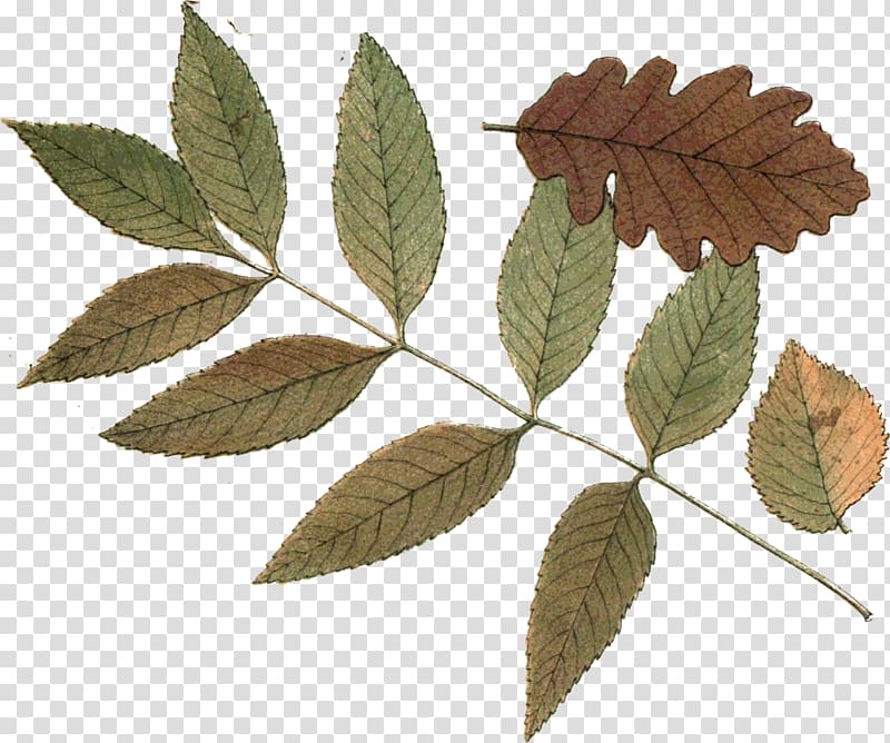 Hojas secas Leaf Autumn Plant stem Hoja seca, Leaf transparent background PNG clipart