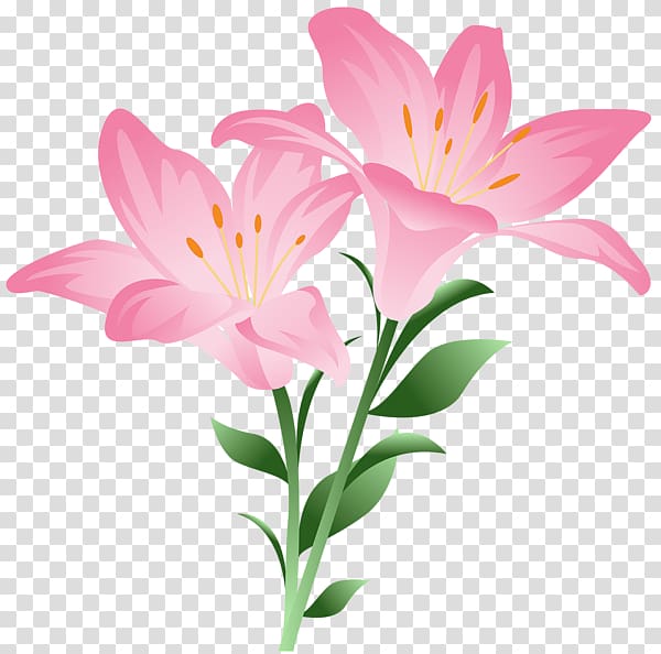 Lilium bulbiferum Tiger lily Flower , watercolor flower border transparent background PNG clipart