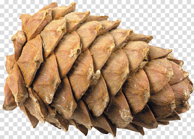 brown pine cone, Pine Cone Lying Down transparent background PNG clipart