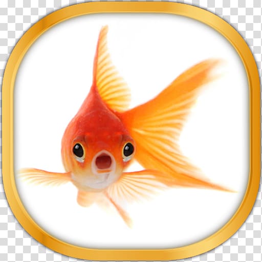 Common goldfish Oranda Koi Pet, fish transparent background PNG clipart