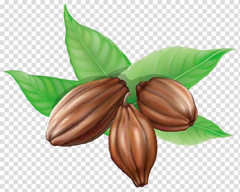 three brown nuts illustration, Cocoa bean Theobroma cacao , Cocoa Beans transparent background PNG clipart