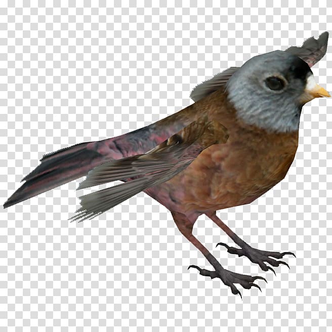 Zoo Tycoon 2 Finches American Sparrows Beak, Finch transparent background PNG clipart