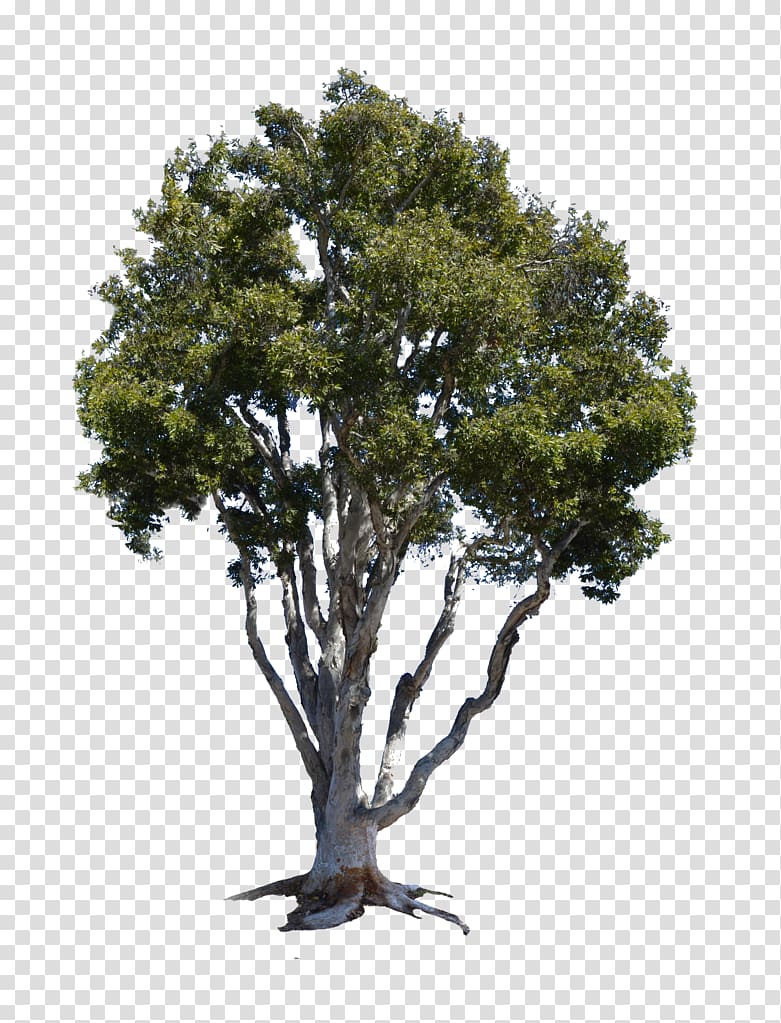Branch Tree Black locust Bay Laurel Silver maple, white tree transparent background PNG clipart
