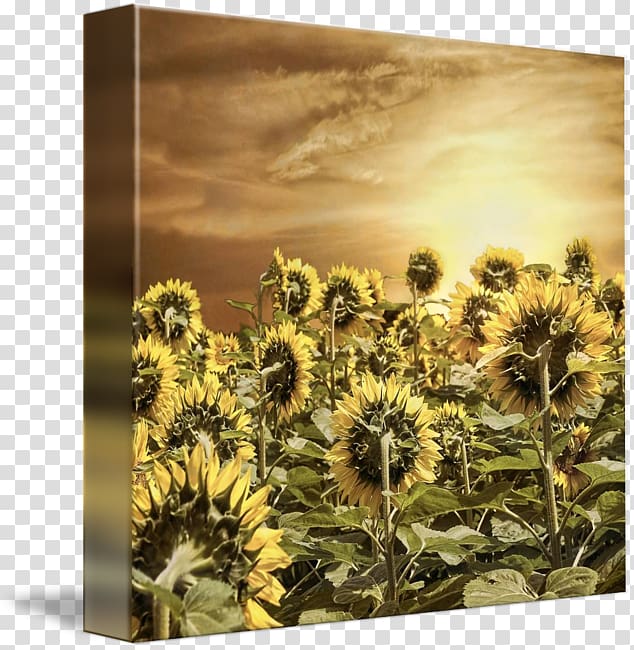 sunflower m Sunflower seed, sunlight 22 0 1 transparent background PNG clipart