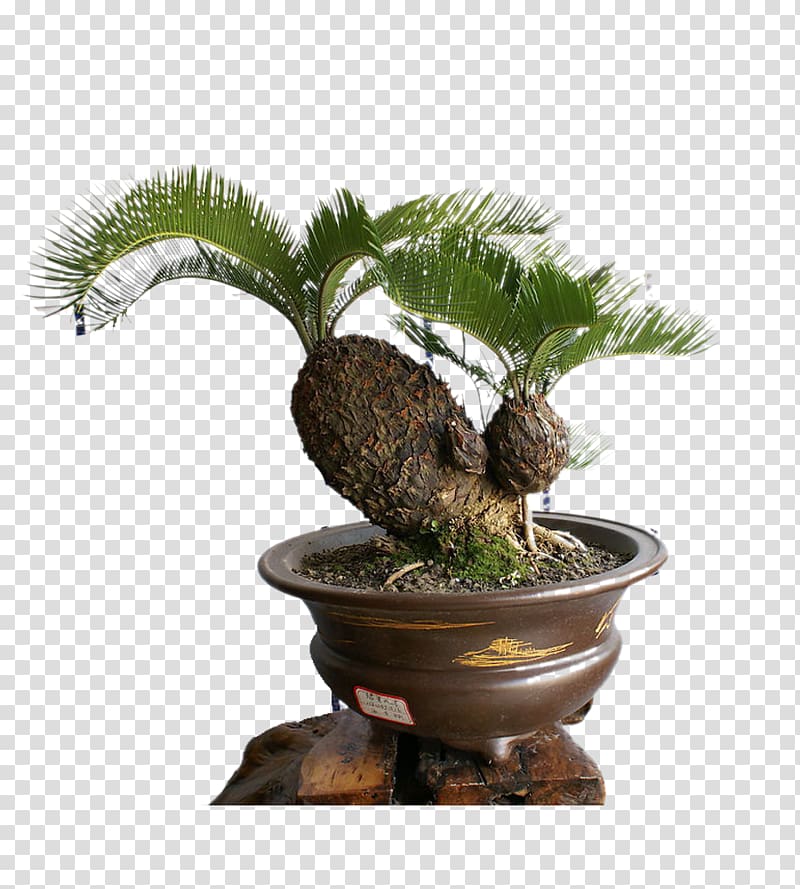 Sago palm Bonsai Cycad Tree Seed, Potted Tree transparent background PNG clipart