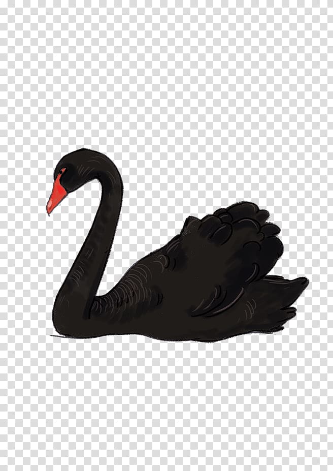Black swan , Black swan transparent background PNG clipart