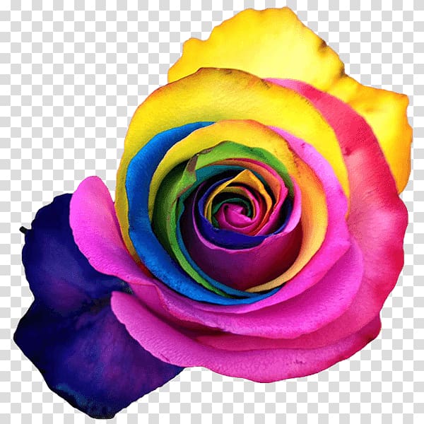 Rainbow rose Garden roses Cabbage rose Petal Cut flowers, Rainbow Roses transparent background PNG clipart