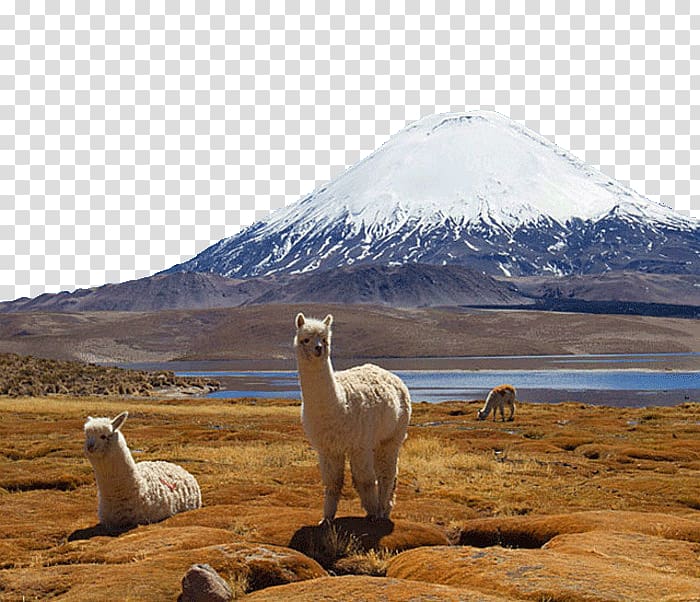 Lauca National Park Torres del Paine National Park Argentina Salar de Surire Alpaca, Famous Andes in South America transparent background PNG clipart