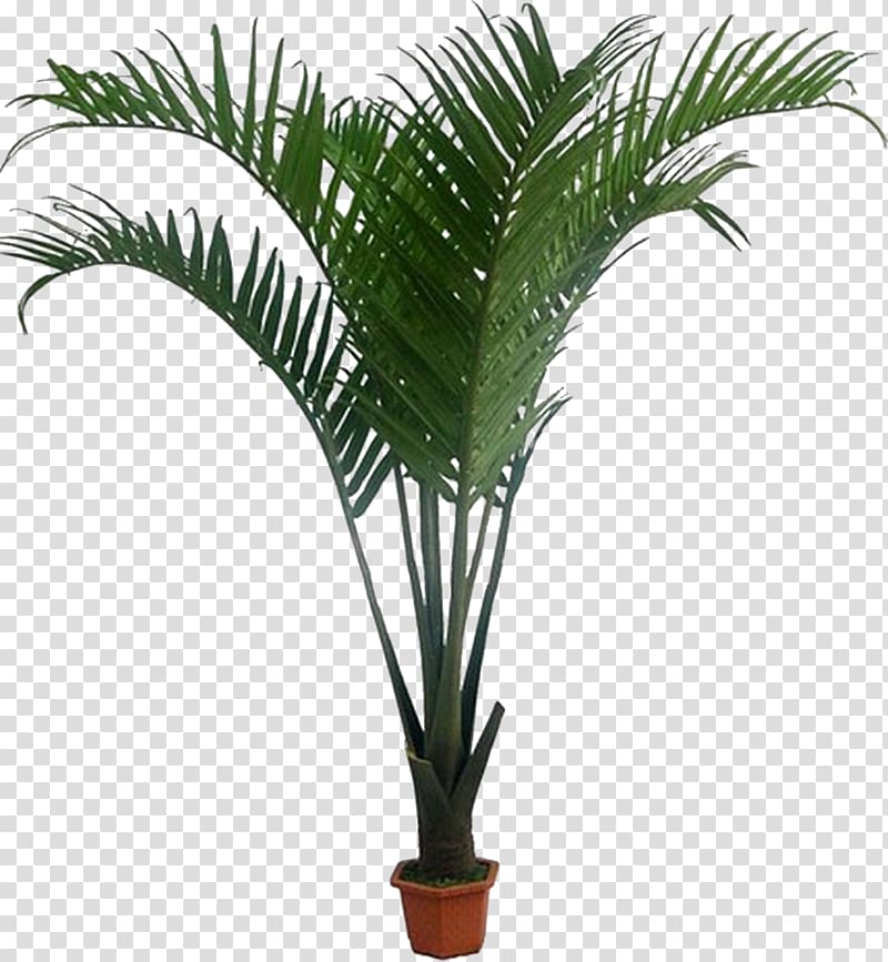 Howea forsteriana Arecaceae Houseplant Coconut, monstera transparent background PNG clipart