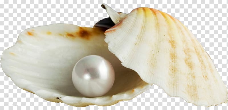 Pearl Seashell Earring Gemstone, shell Pearl transparent background PNG clipart