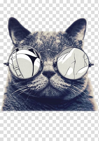 iPad Mini 2 Ultra-high-definition television 4K resolution , Sunglasses kitten transparent background PNG clipart