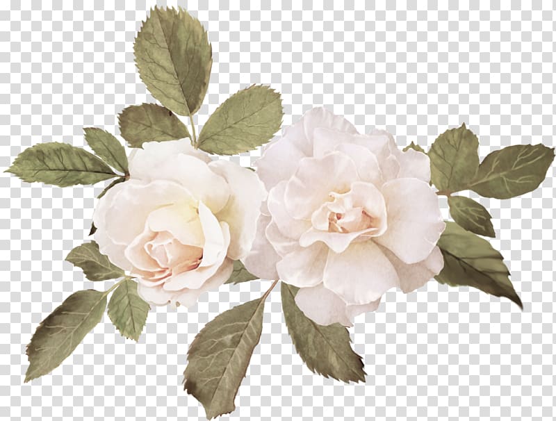 white petaled flowers illustration, Watercolor painting Wedding Cabbage rose Canvas, painting transparent background PNG clipart