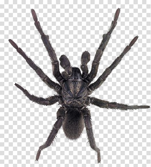 black spider, Sydney brown trapdoor spider Missulena Sydney funnel-web spider, Spider transparent background PNG clipart