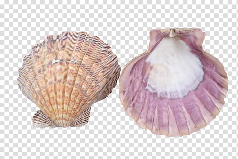 Clam Seashell Cockle Oyster Mussel, SEA SHELL transparent background PNG clipart