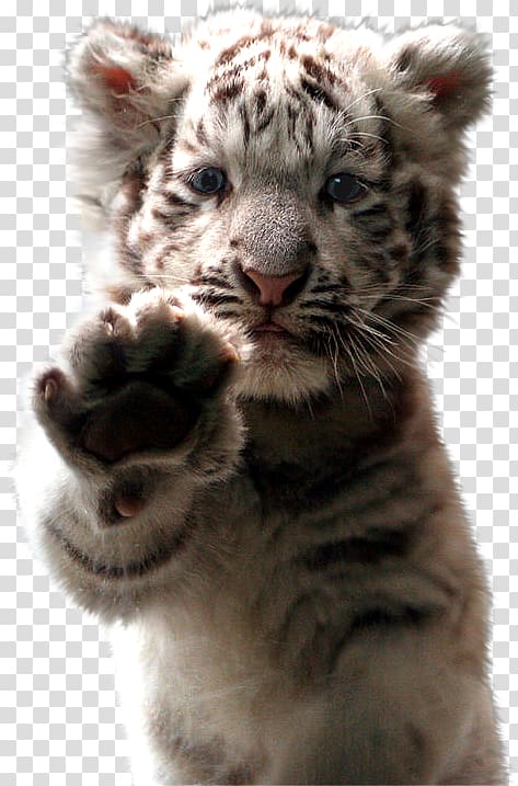 small white tiger transparent background PNG clipart