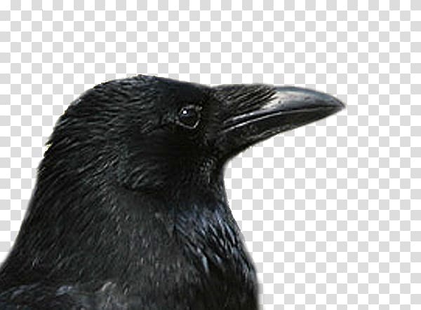American crow Rook Carrion crow Common raven, kolkrabe transparent background PNG clipart
