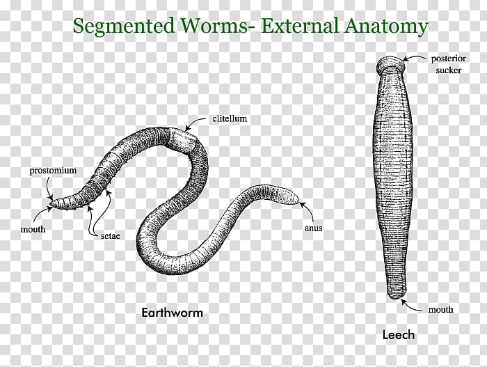 Earthworms Annelid Segmentation Roundworms, Giant Tube Worm transparent background PNG clipart