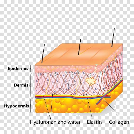 Human skin Cell Ageing Elastin, others transparent background PNG clipart